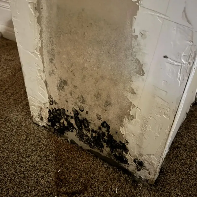 Professional Mold Removal in Fremont County, IA property